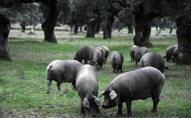 Las I Jornadas sobre la dehesa inician este sábado, 4 de mayo, la programación del XXX Salón del Jamón Ibérico
