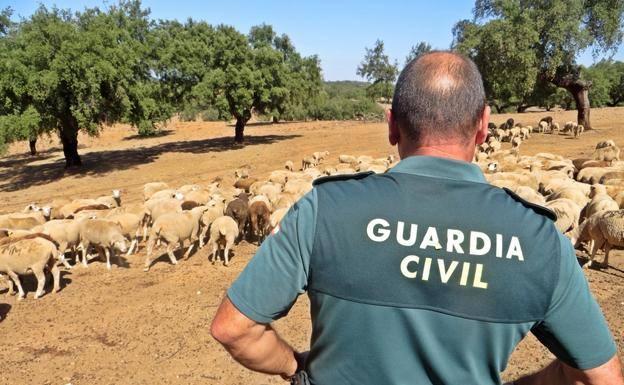 La Guardia Civil detiene a un vecino de Jerez por el robo de 140 corderos