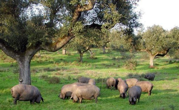 El sector extremeño del ibérico espera una buena montanera esta campaña