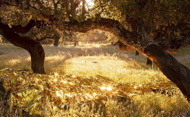Las dehesas de Jerez se muestran como una joya en la fotografía de Paula Anta, galardonada con el Premio 'Santiago Castelo'