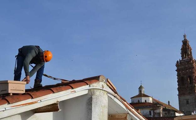 Colocados más de una veintena de nidales para la cría del cernícalo primilla en Jerez