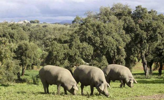 Se suspende la II 'Degustación de productos del cerdo extremeño' prevista para este sábado en Valuengo