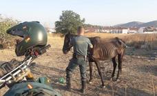 Investigados los dueños de seis perros en Jerez y un caballo en La Parra por tenerlos abandonados y desnutridos