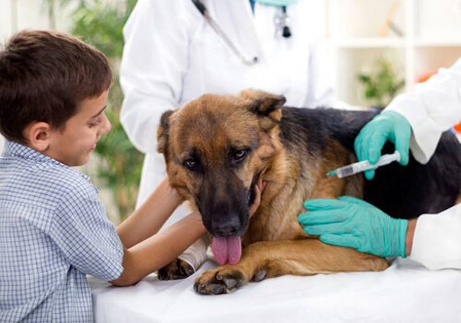 La vacunación canina contra la rabia tendrá carácter anual