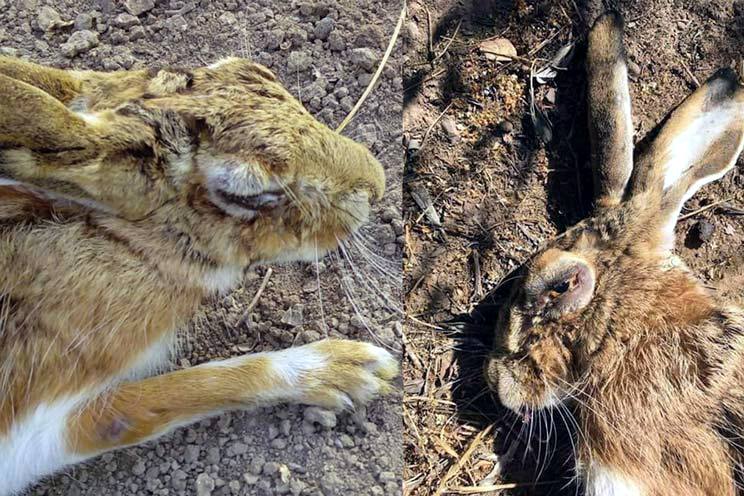 Suspendida la caza de liebre con escopeta debido a la mixomatosis
