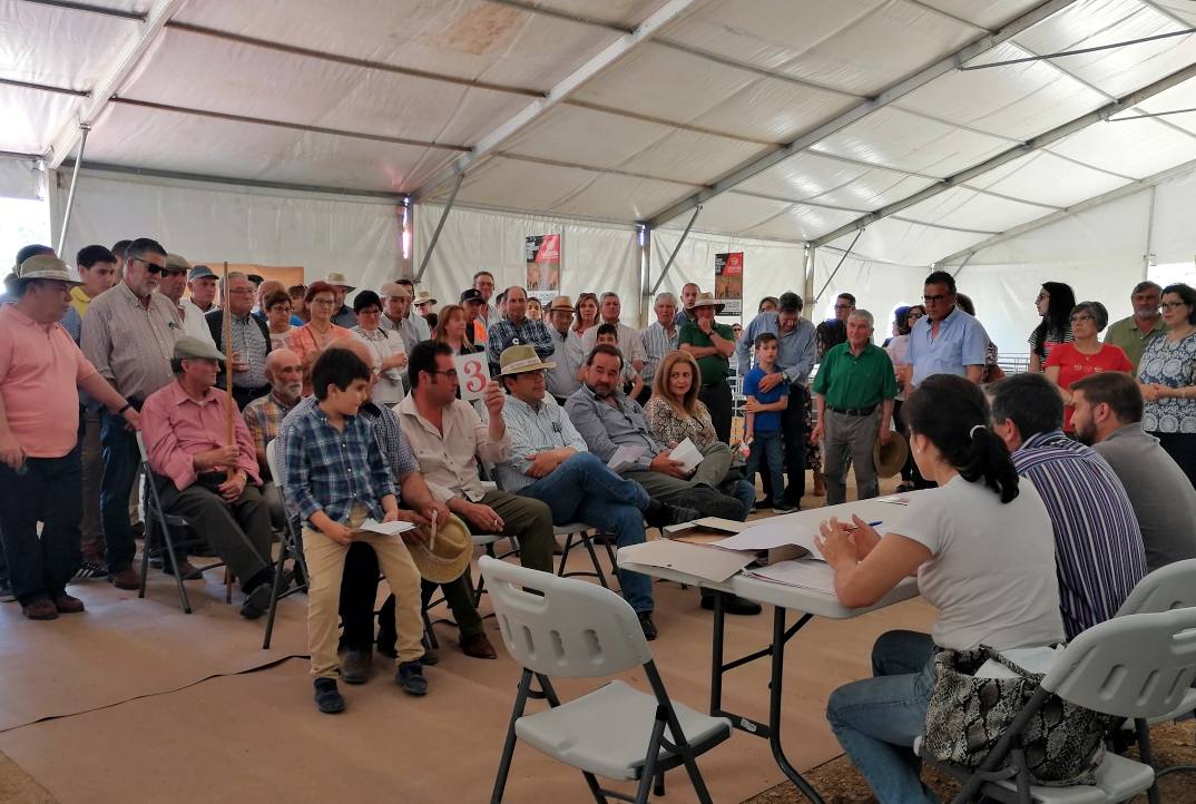 Animación y buen tiempo en la Feria del Ganado