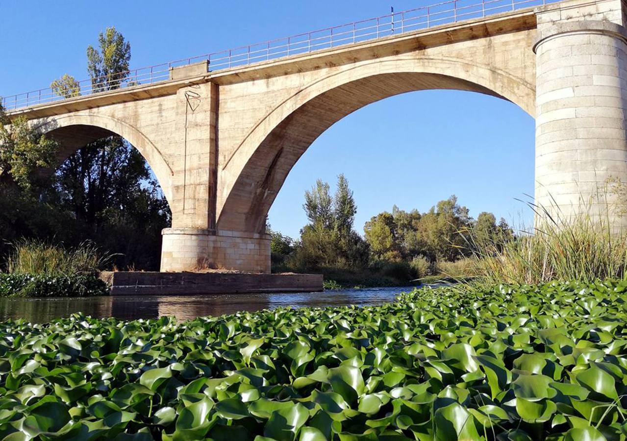 SOS Guadiana alerta sobre el camalote en La Zarza, Villagonzalo o Valdetorres