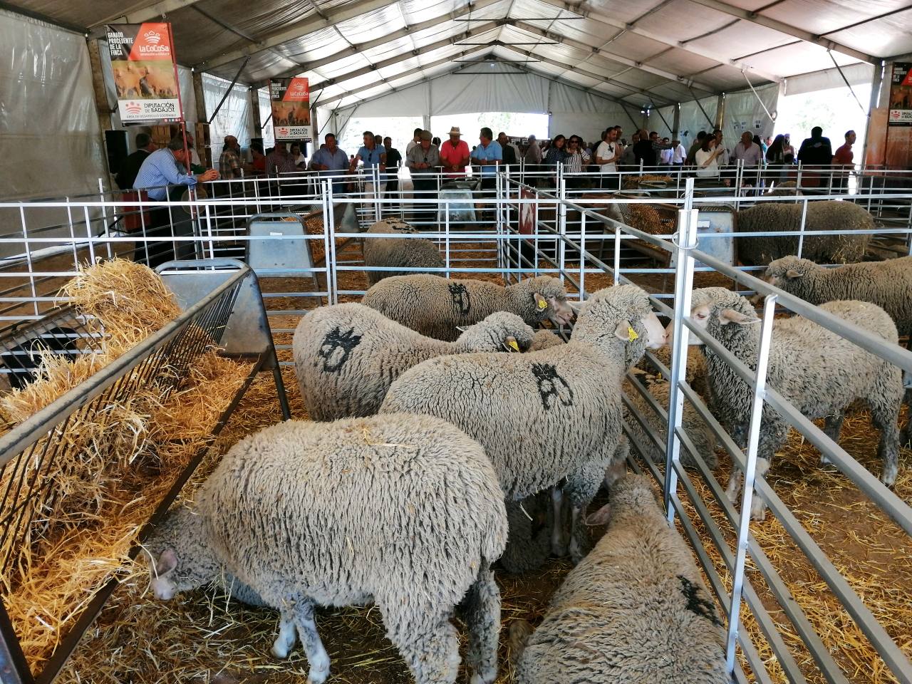 El Ayuntamiento suspende la Feria de Mayo