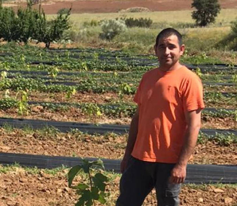 La higuera, alternativa a la fruta de hueso