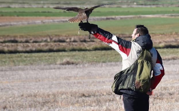 Llerena acoge un nuevo Campeonato de Extremadura de Cetrería