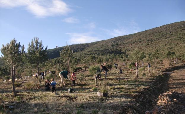 Ya puedes inscribirte al programa juvenil 'Plantabosques'