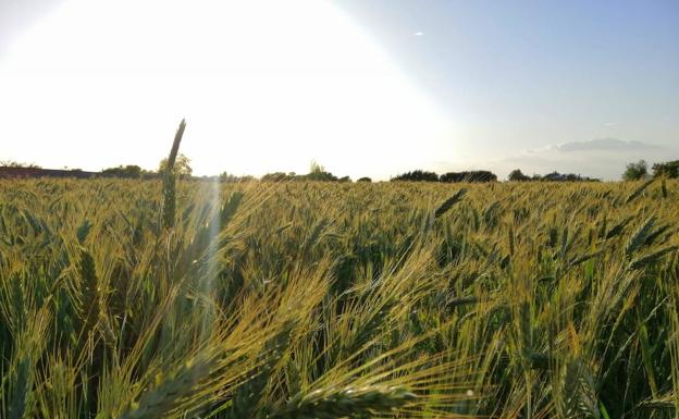 La Campiña Sur recibirá de 900.000 euros en ayudas