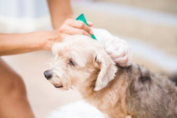 La desparasitación de perros, los lunes en el consistorio