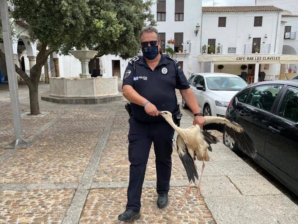 La Policía Local rescata una cigüeña y un cernícalo primilla