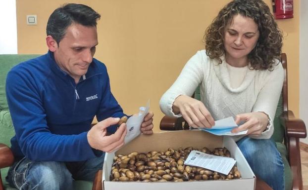Los Santos de Maimona también sembrará bellotas para luchar contra el cambio climático y la desertificación