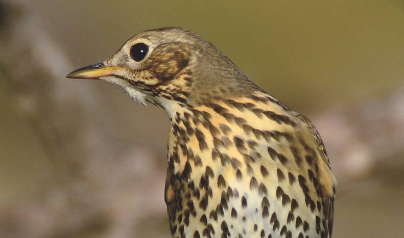 Un cazador de zorzales se queja de que, cuando fué a ocupar su puesto, ya estaba otro que no le correspondía