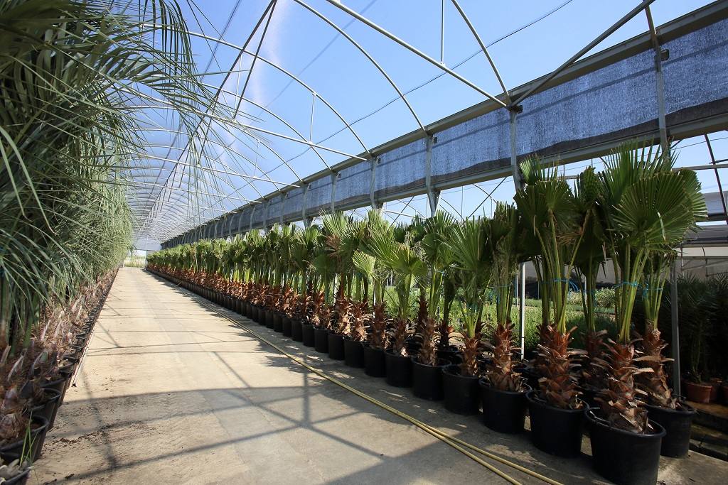 Comienza la campaña de invierno de suministro de plantas a los Ayuntamientos por parte del Vivero Provincial