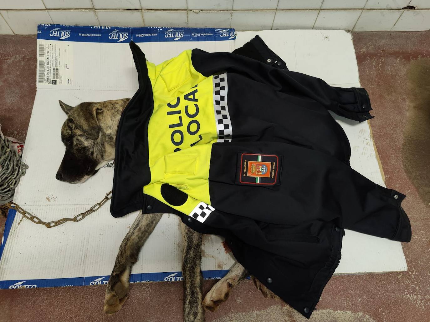 Agentes de la Policía Local y Rural rescatan a una cachorra de mastín atrapada por una pata en un cepo