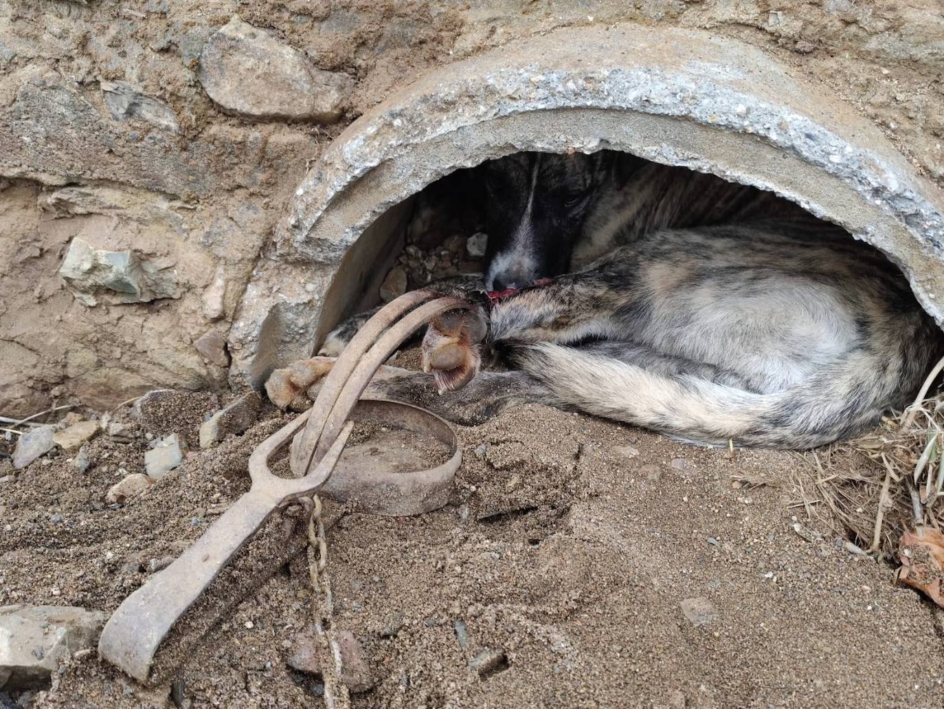La perra mastina 'Santa', salvada por un cazador, espera a una familia acogedora para vivir dignamente