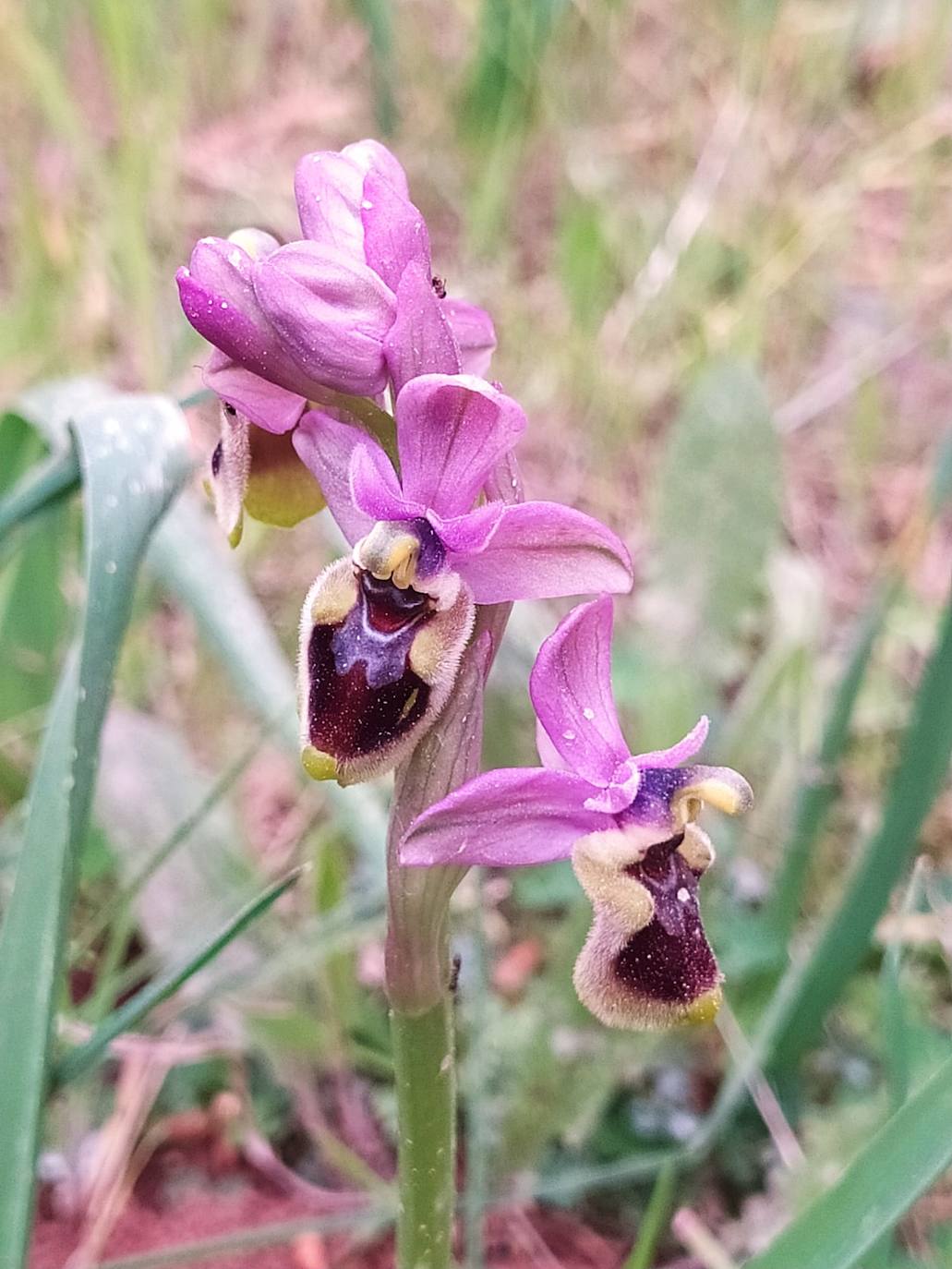 El naturalista Adolfo García Boraita dirigirá las I Jornadas de Orquídeas que organiza la oficina de Turismo