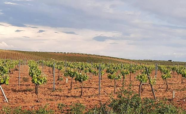 El granizo de la tormenta de ayer tarde, ha causado daños en algunas viñas del término municipal