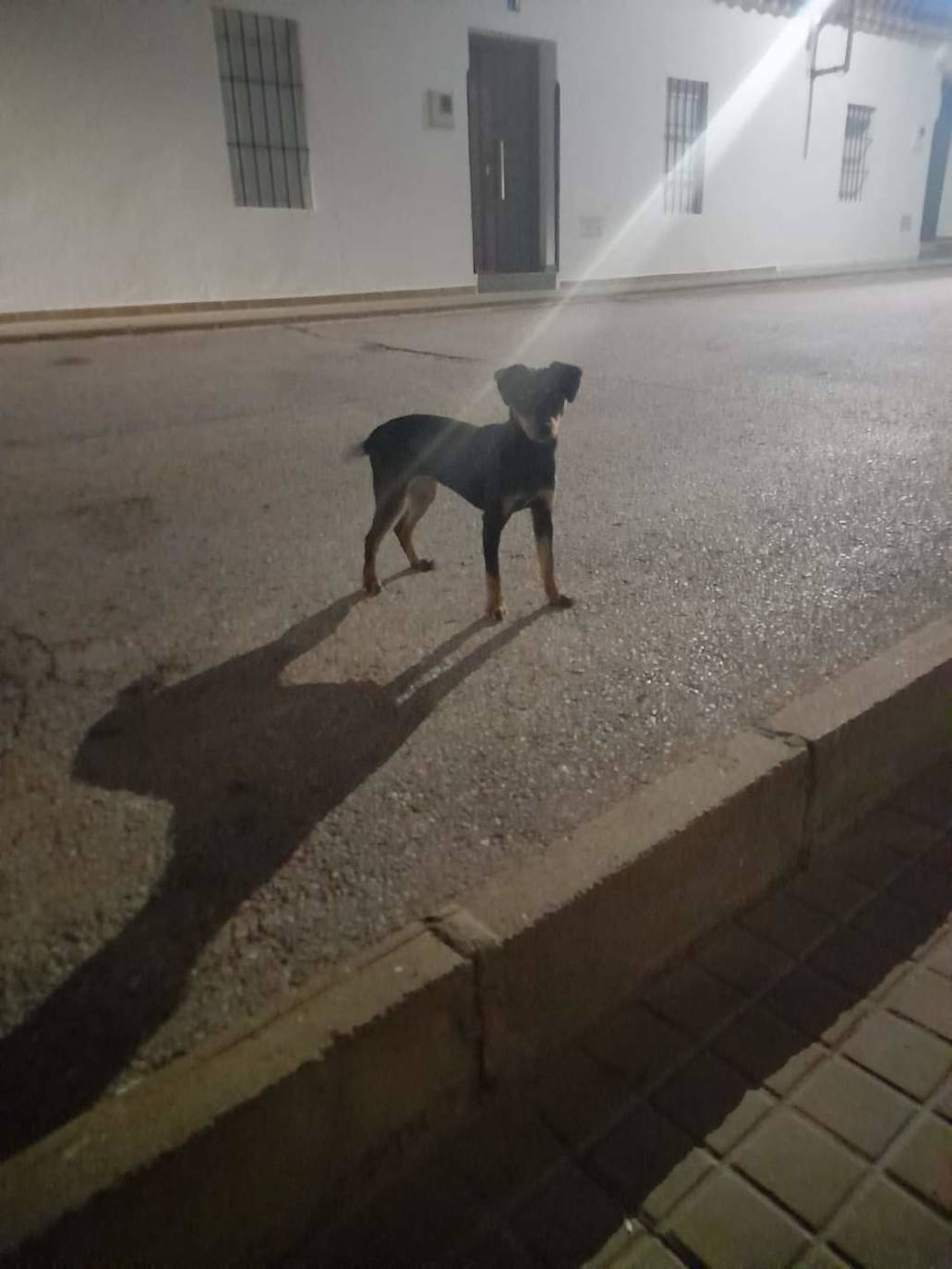Perro supuestamente abandonado en una calle del pueblo /HOY