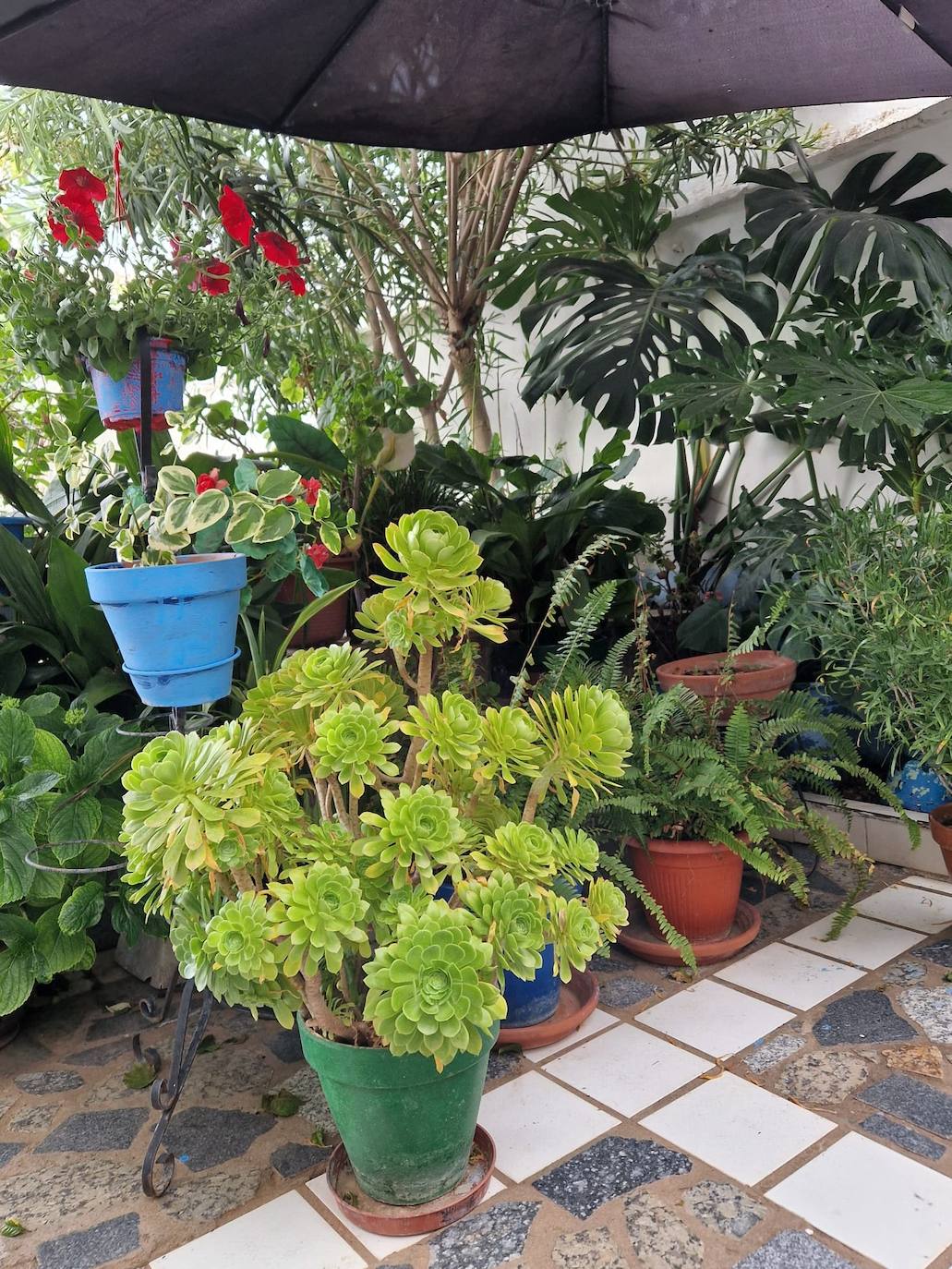 Manuela Montaño Hernández obtiene el primer premio del Concurso de Ornamentación Floral de Patios y Jardines