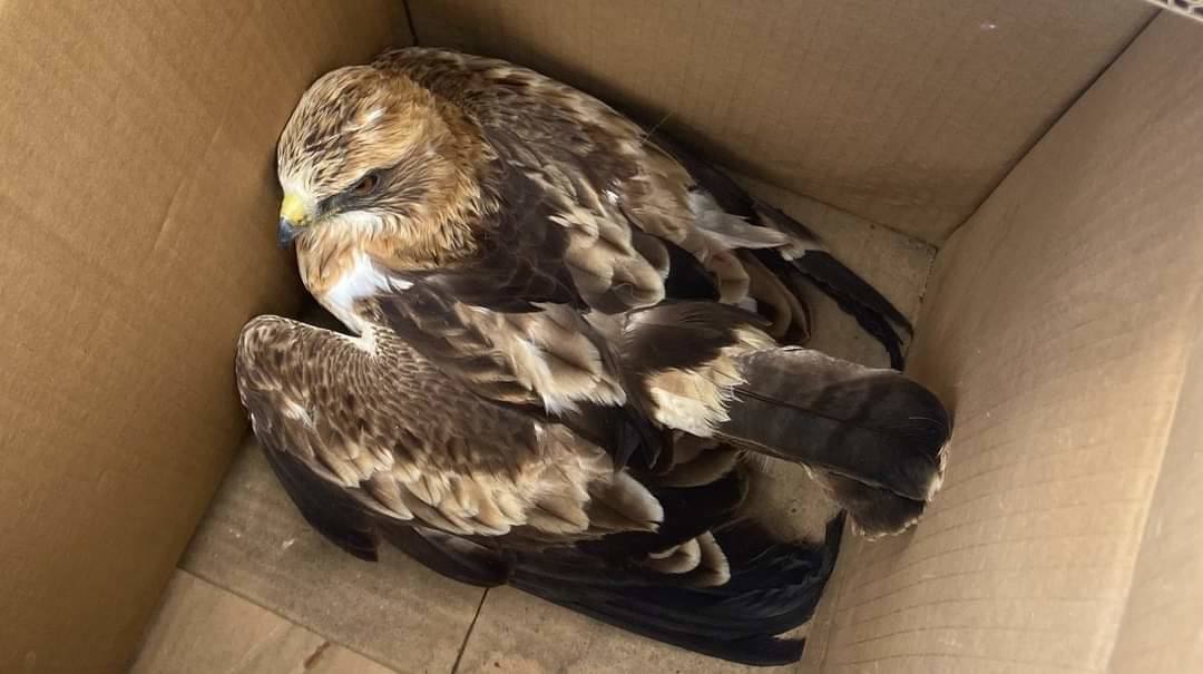 La policia de Los Santos recupera un águila herida que se encontraba en un tejado