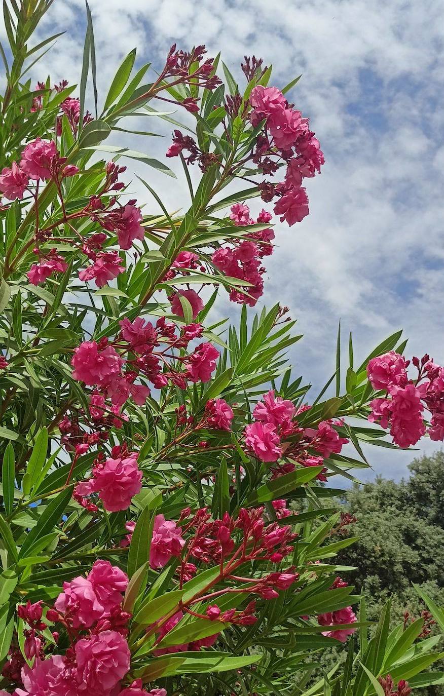 El Vivero Provincial suministra más de 80.000 ejemplares de plantas a los ayuntamiento