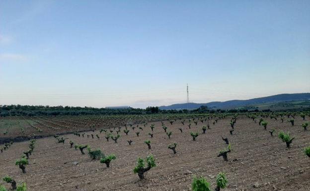 El olivar se verá más afectado por la sequía que el viñedo según el Pte. de la Cooperativa Zapata de Toro