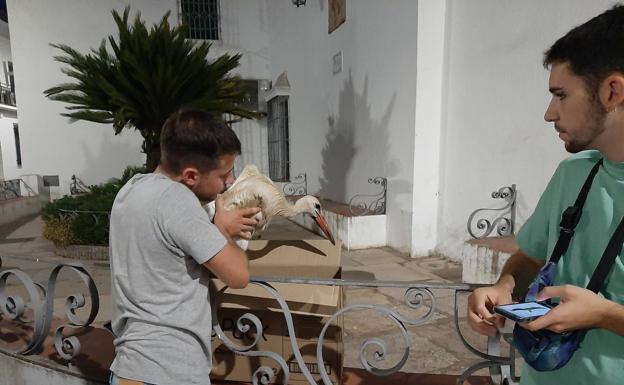Un pollo de cigüeña se cae del nido de la torre y unos vecinos lo rescatan y llevan al hospital AMUS