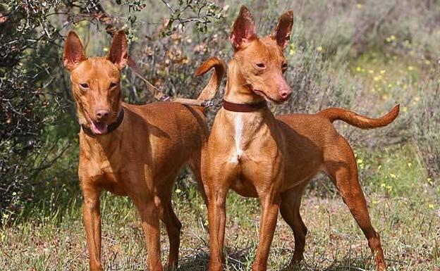 La nocturna del 'podenco' que se celebra esta noche, serás a beneficio de la restauración de la Virgen