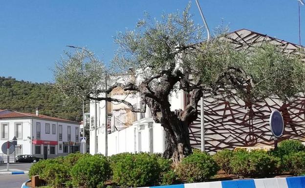 La tala o limpia del olivo de la rotonda de la Cooperativa suscita no pocos comentarios