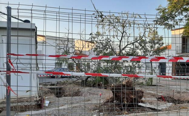 Un árbol cae junto al quiosco de los churros en Valmoreno a consecuencia del fuerte viento