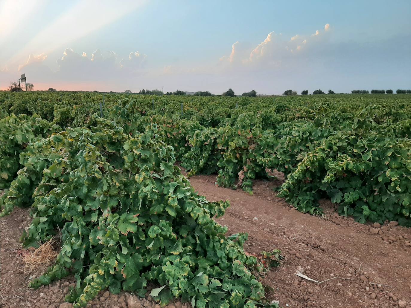 La cosecha de uvas va a ser más baja que una temporada normal y, en los olivares, hay muy poca aceituna