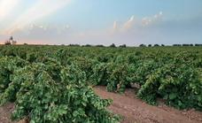 La cosecha de uvas va a ser más baja que una temporada normal y, en los olivares, hay muy poca aceituna