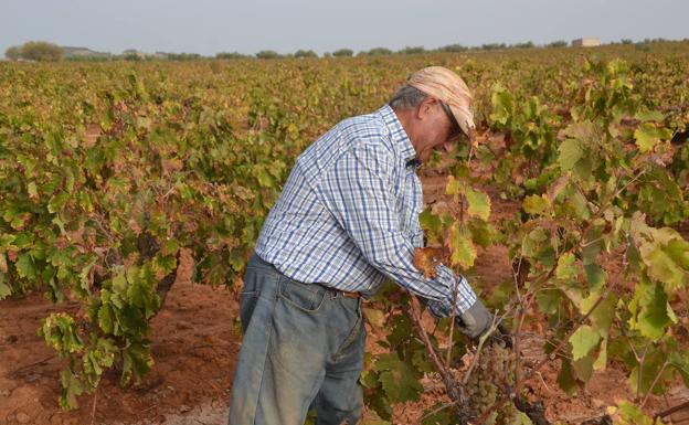 En las dos bodegas de Los Santos, La Cooperativa y Vitilosa, se van a procesar 40 millones de kilos