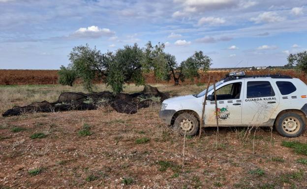 Varios ladrones de aceitunas huyen, en una 'Ford Transit' gris, al ser sorprendidos por un guarda rural
