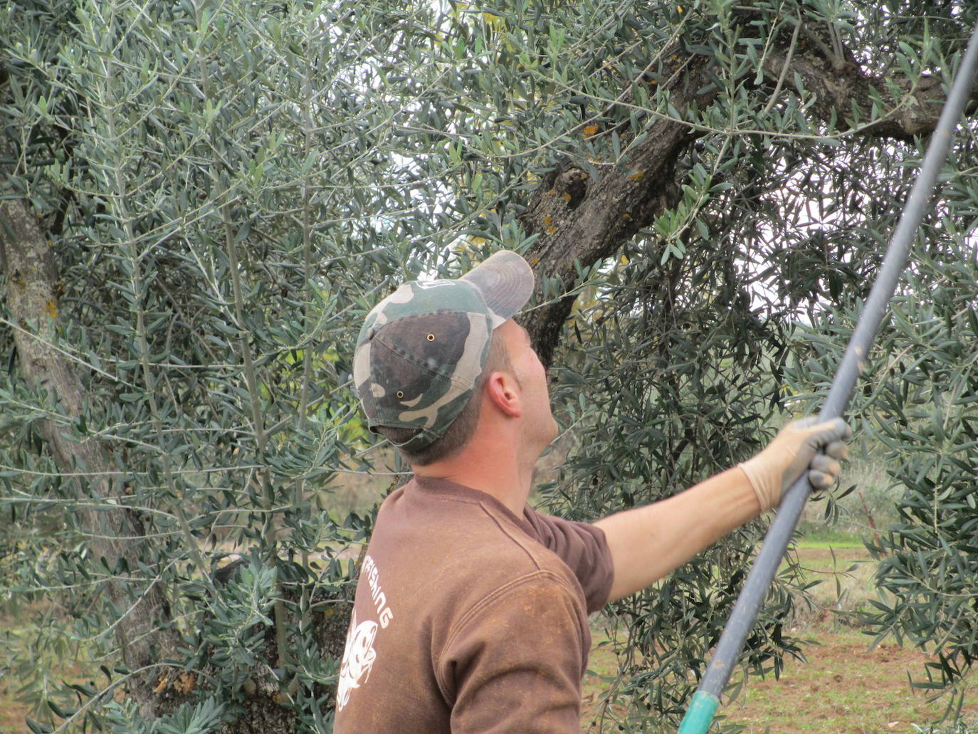 Se confirma la escasa cosecha de aceitunas que, en la Cooperativa, rondará los diez millones de kilos