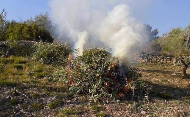 Ahora es el tiempo de la quema de desechos vegetales en el campo con la declaración responsable
