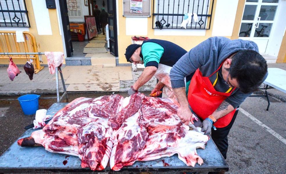 Unas 500 personas han participado en la tradicional matanza extremeña de la asociación gastronómica Gloria