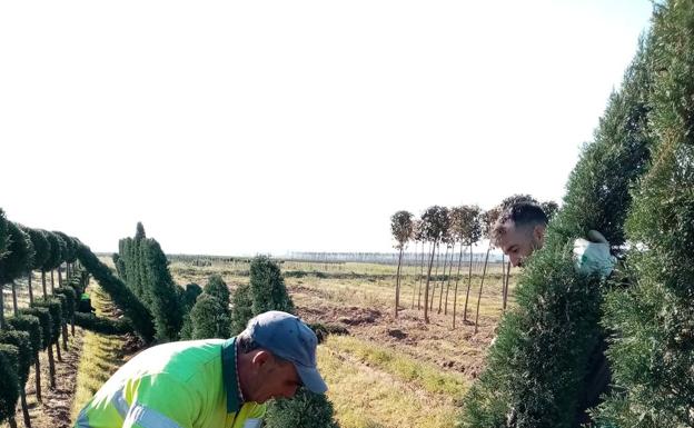El Vivero Provincial de la Diputación de Badajoz comienza el reparto de plantas de la campaña de invierno