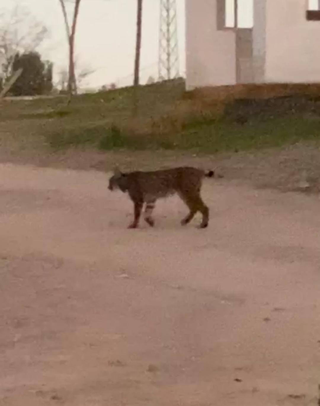 Un lince se pasea entre los merenderos de la Sierra de San Cristóbal