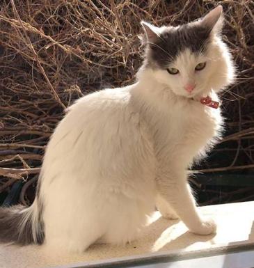 Gatita perdida por Malpartida de Cáceres