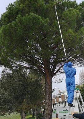El Ayuntamiento hace frente a la oruga procesionaria