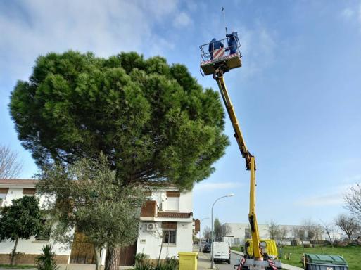 Se inician los trabajos para hacer frente a la oruga procesionaria