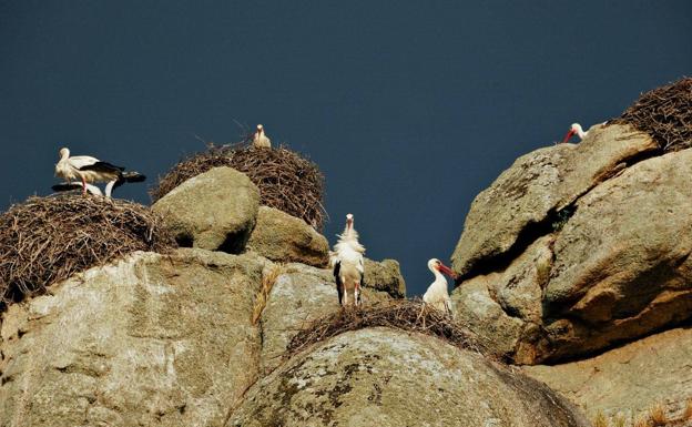 La población de cigüeña blanca aumenta el número de reproducciones en 2021 en Malpartida de Cáceres