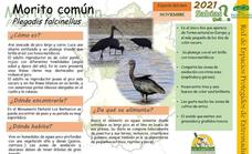 El Morito Común, único ibis que aparece de forma natural en Europa, puede observarse en Los Barruecos