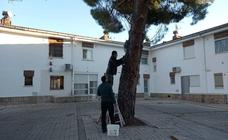 El Ayuntamiento comienza el tratamiento preventivo en los pinos contra la procesionaria