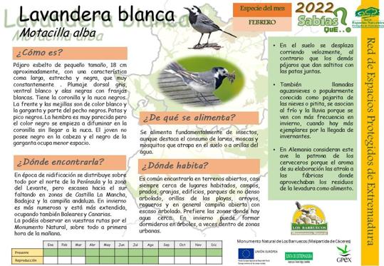 El Centro de Interpretación dedica el mes de febrero a la Lavandera Blanca